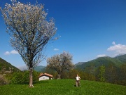 Dai ciliegi in fiore di PIAZZOLI (1183 m.) alla bella Madonnina dei CANTI (1563 m.) il 14 maggio 2013  - FOTOGALLERY